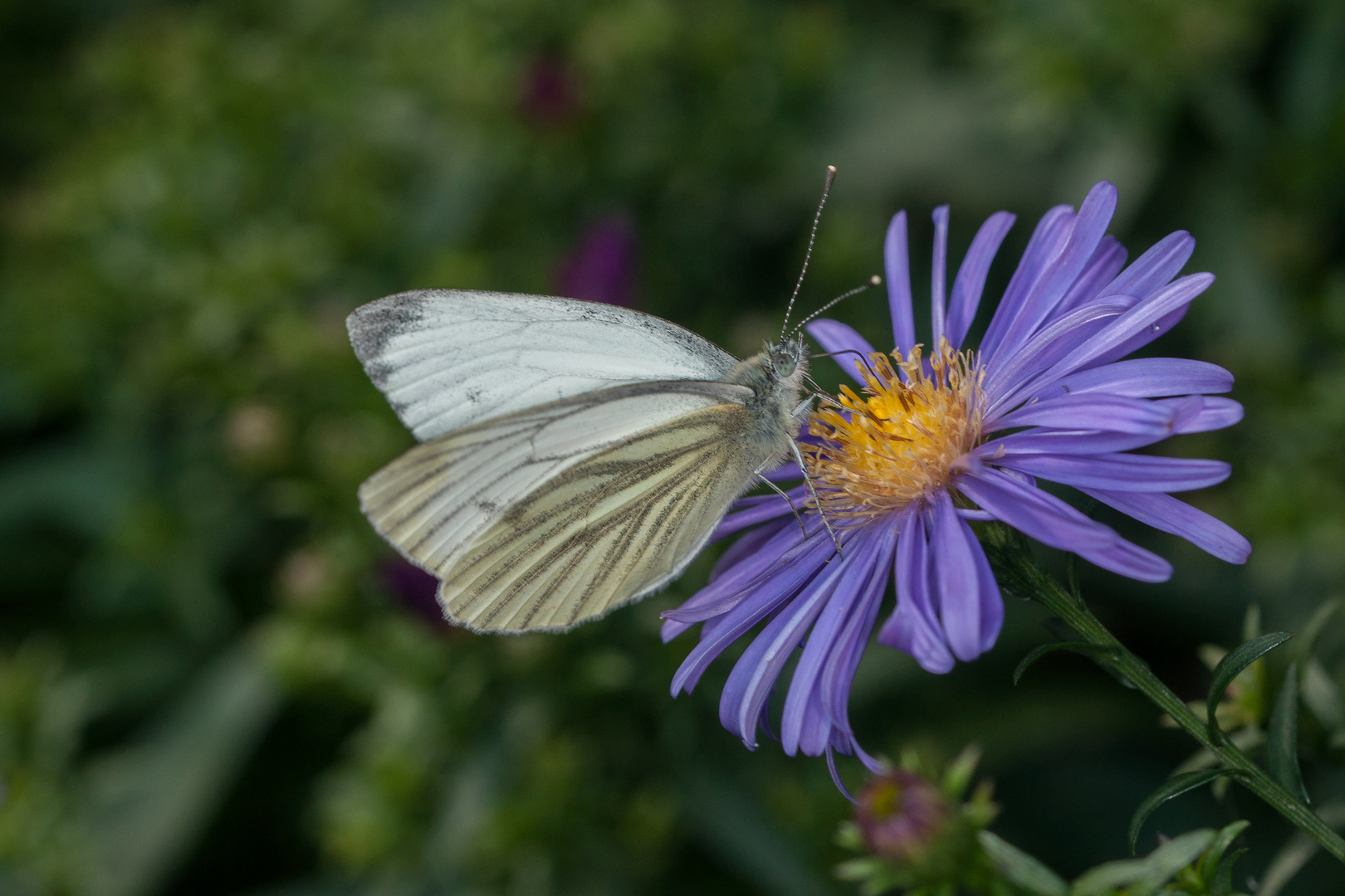 Rapsweißling auf Aster