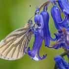 Rapsweißling auf blue bells