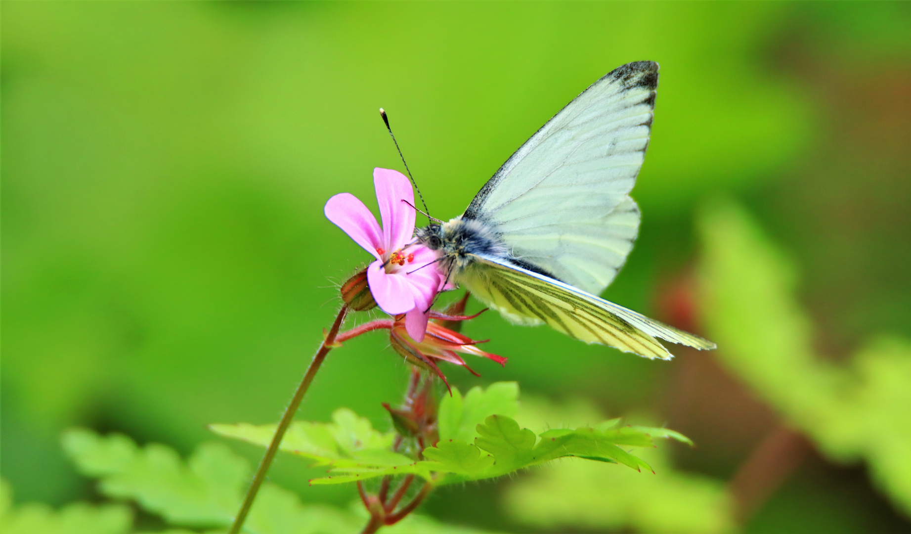 Rapsweißling auf Blüte