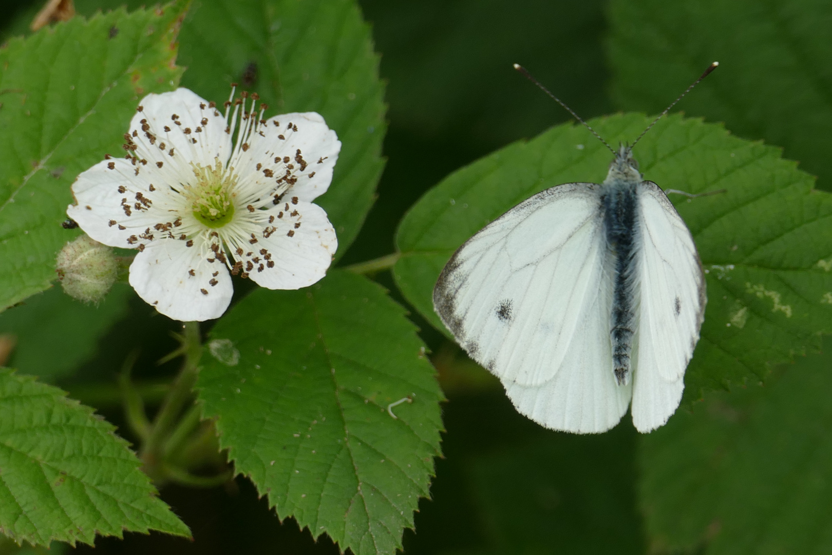 Rapsweißling auf Brombeere