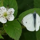 Rapsweißling auf Brombeere