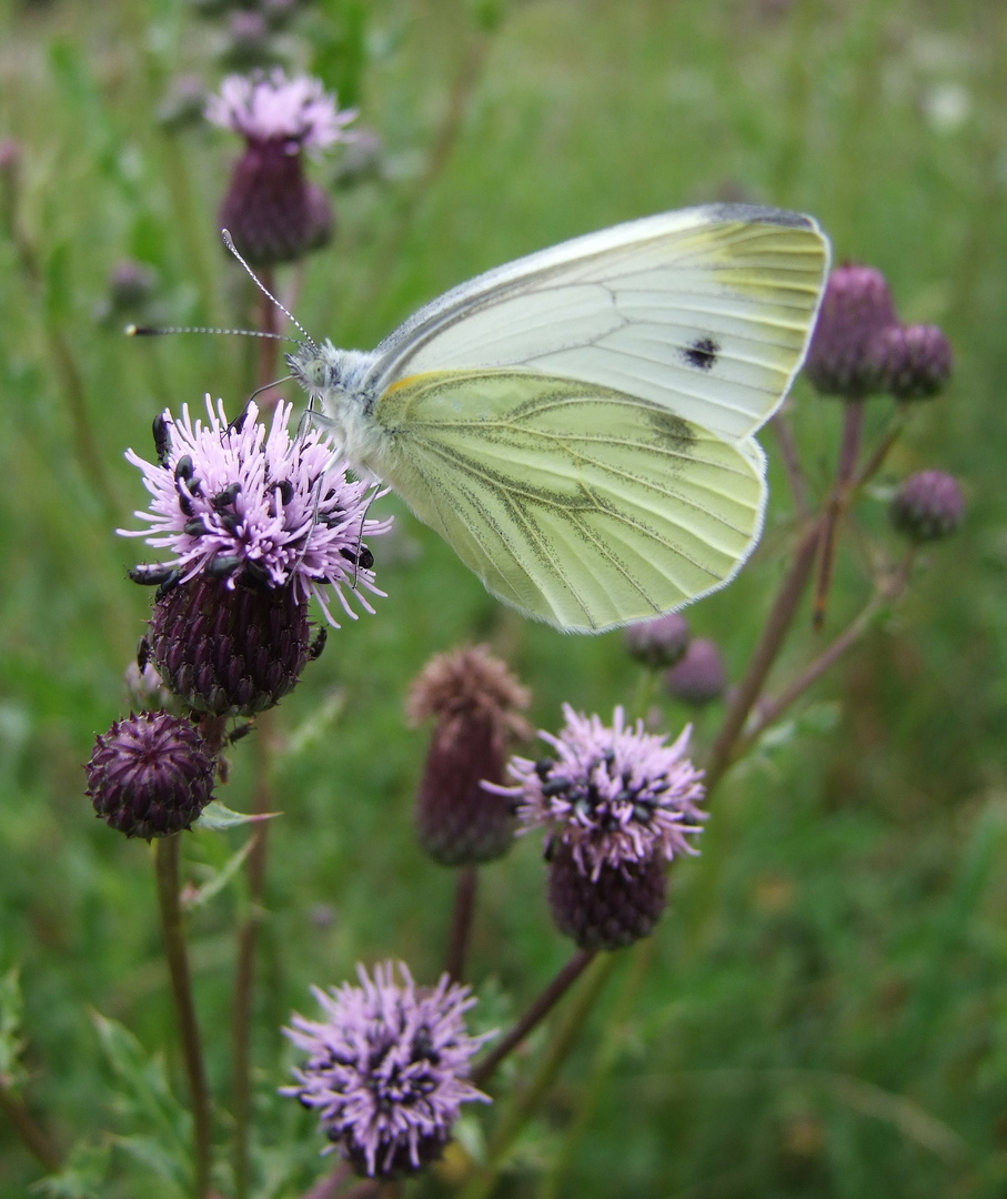 Rapsweißling auf Distel