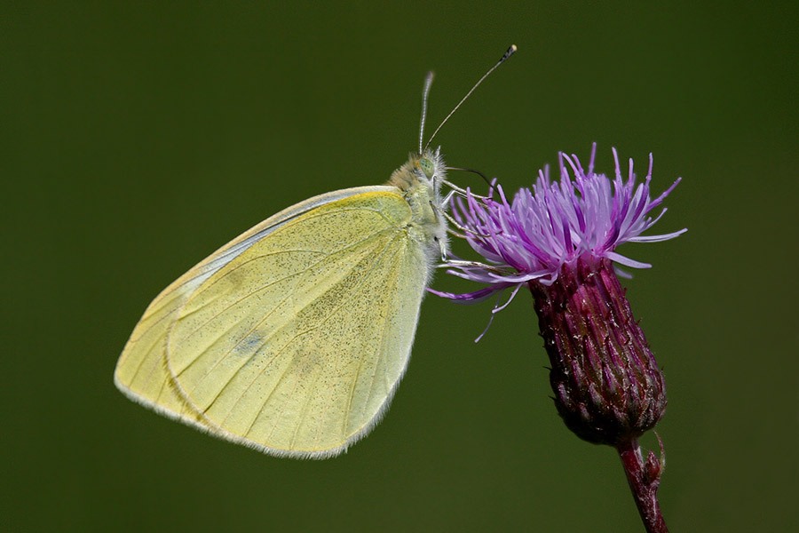 Rapsweißling auf Distelblüte