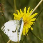 "Rapsweissling" - auf Heidekrautwiese, könnte auf "Arnika Blüte" ruhen,