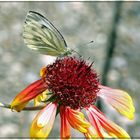 Rapsweißling auf Kokadenblüte