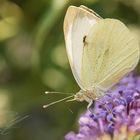 Rapsweißling auf Schmetterlingsflieder