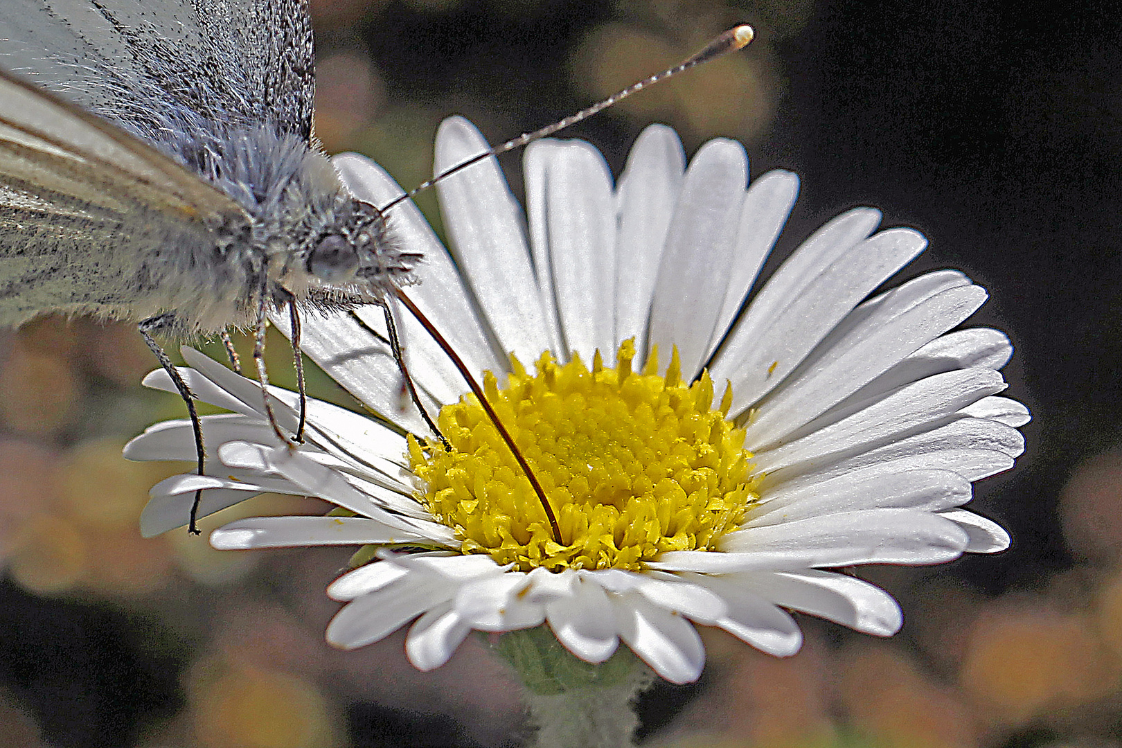 Rapsweißling-Detail (Pieris napi)