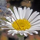 Rapsweißling-Detail (Pieris napi)