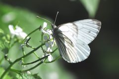 Rapsweißling, Grünaderweißling (Pieris napi)