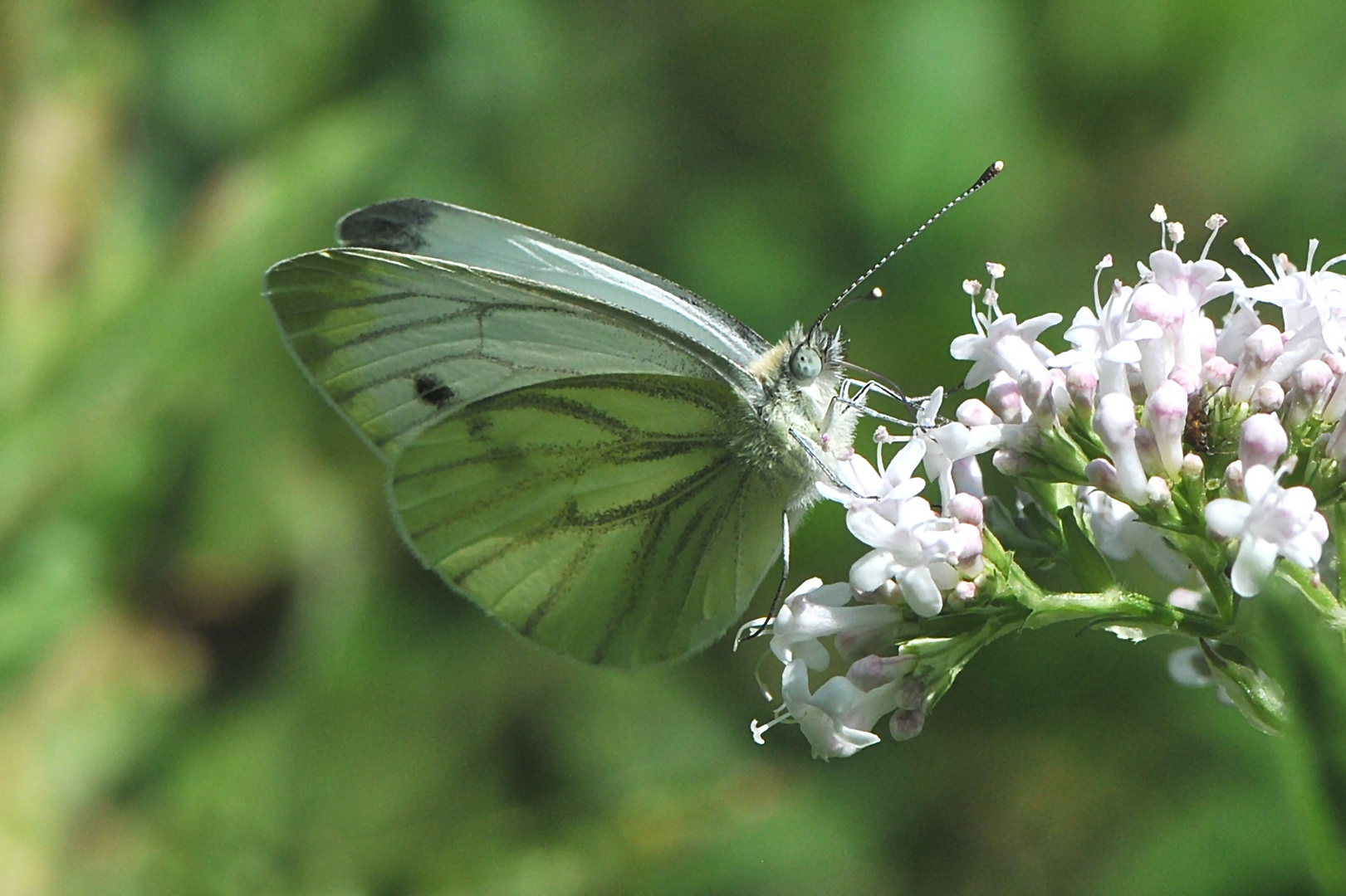 Rapsweißling, Grünaderweißling -(Pieris napi)