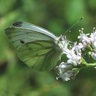 Rapsweißling, Grünaderweißling -(Pieris napi)