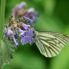 Rapsweißling, Grünaderweißling (Pieris napi )