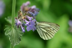 Rapsweißling, Grünaderweißling (Pieris napi )