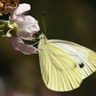 Rapsweißling, Grünaderweißling (Pieris napi)