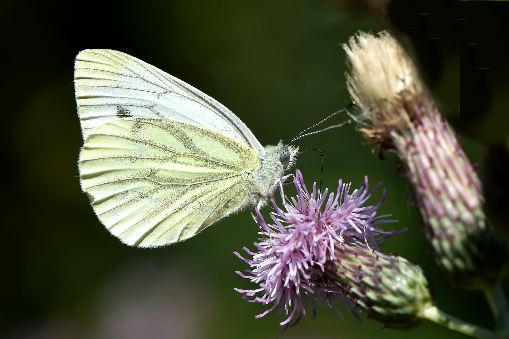 Rapsweißling, Grünaderweißling (Pieris napi)