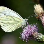 Rapsweißling, Grünaderweißling (Pieris napi)