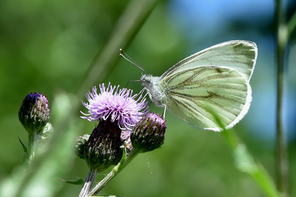 Rapsweißling, Grünaderweißling (Pieris napi)