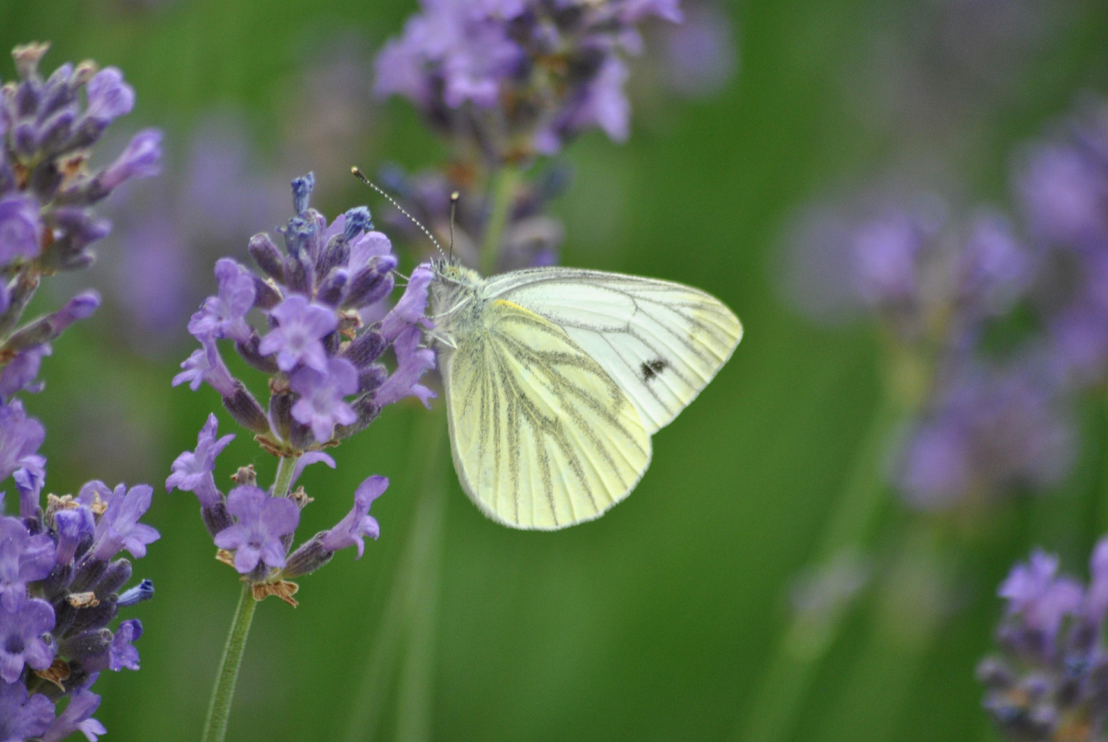 Rapsweißling im Lavendel 