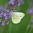 Rapsweißling im Lavendel 