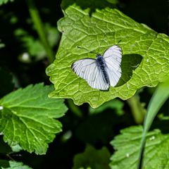 Rapsweißling (male) war Aurorafalter (female)