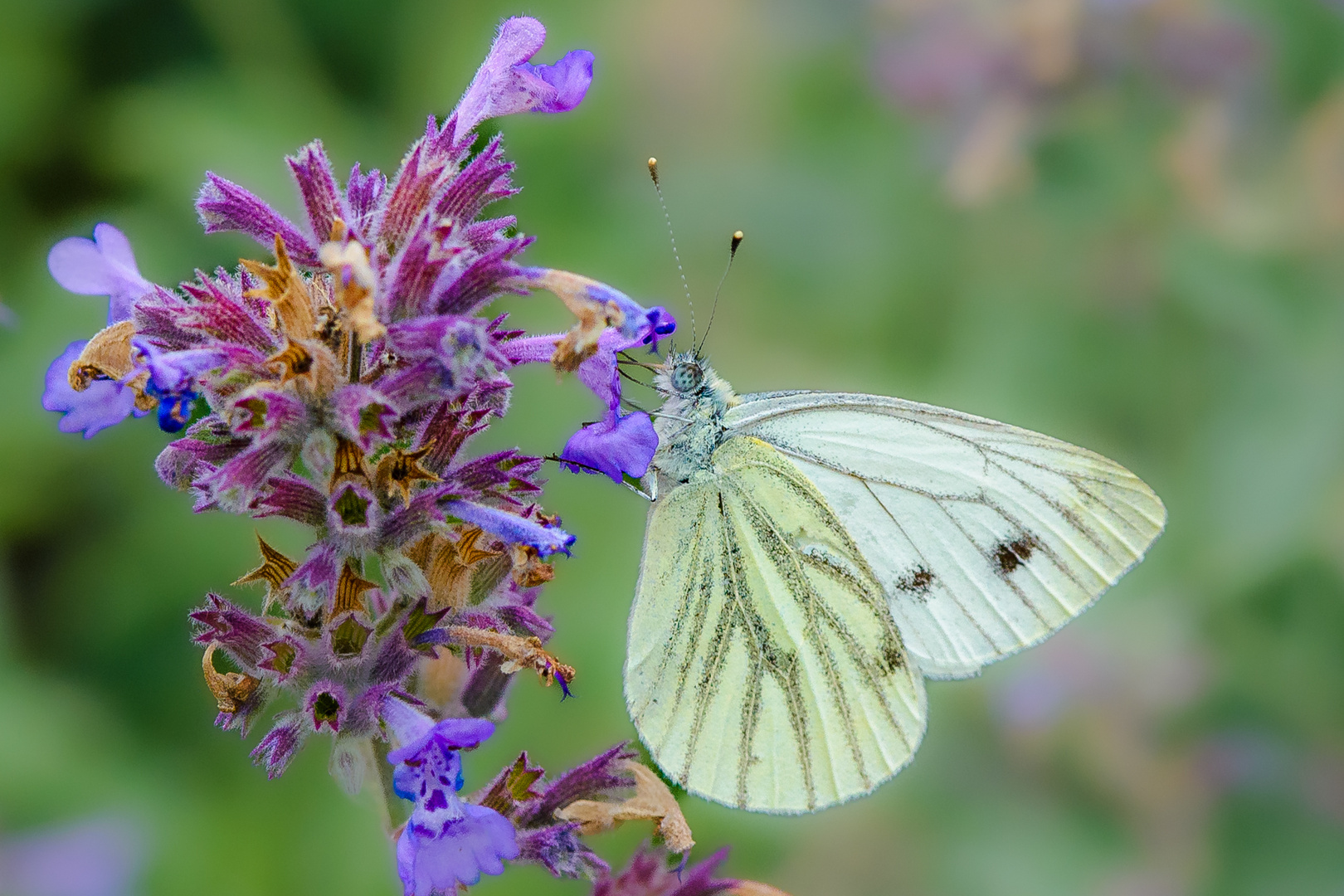 Rapsweißling nicht Kohlweißling auf Lavendel.