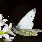 Rapsweissling oder Green-veined White (Pieris napi)