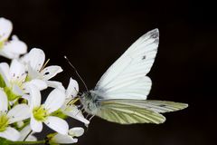 Rapsweissling oder Green-veined White (Pieris napi)