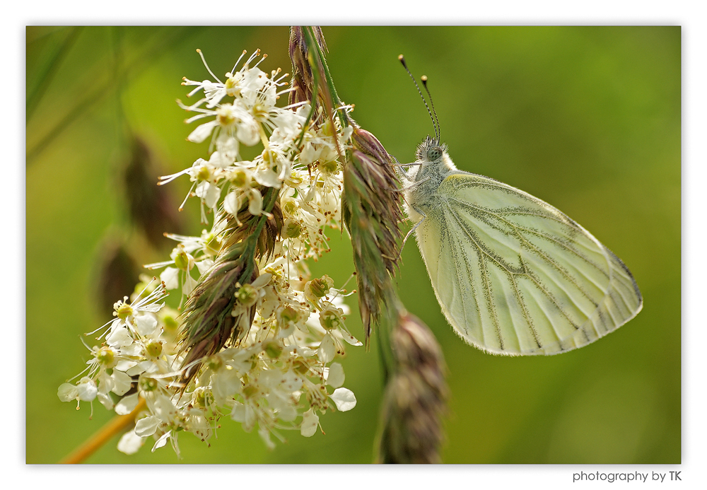 Rapsweißling (Pieris napi)