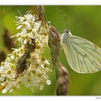 Rapsweißling (Pieris napi)