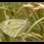 Rapsweißling - Pieris napi