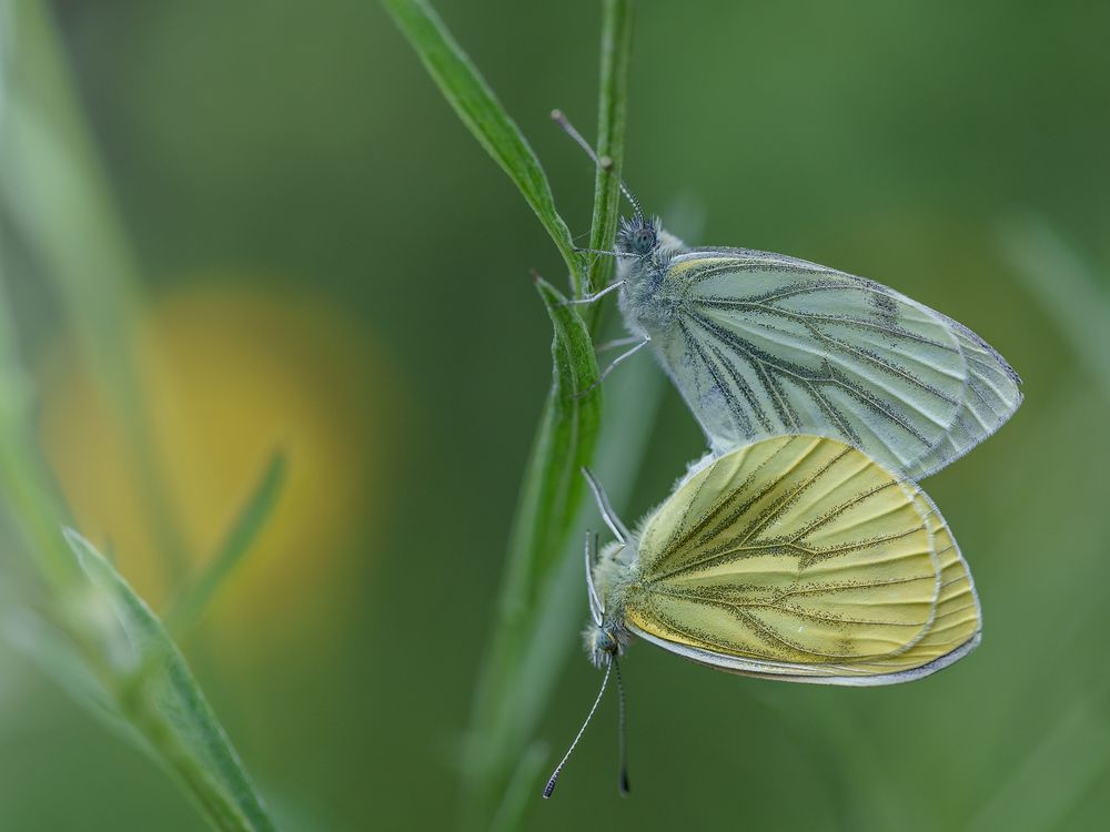 Rapsweissling  (Pieris napi) 