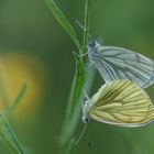 Rapsweissling  (Pieris napi) 