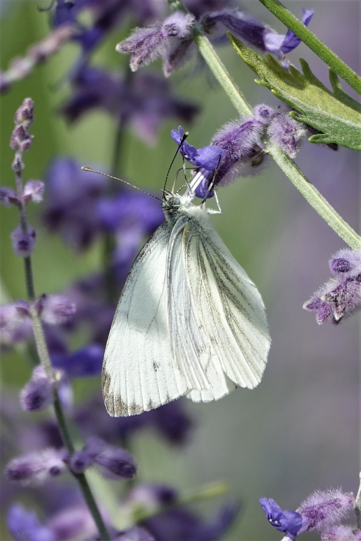 Rapsweißling (Pieris napi)