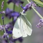 Rapsweißling (Pieris napi)