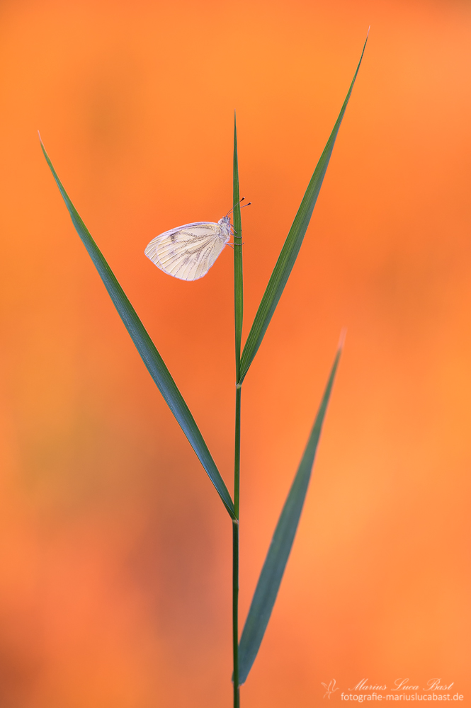 Rapsweißling (Pieris napi)