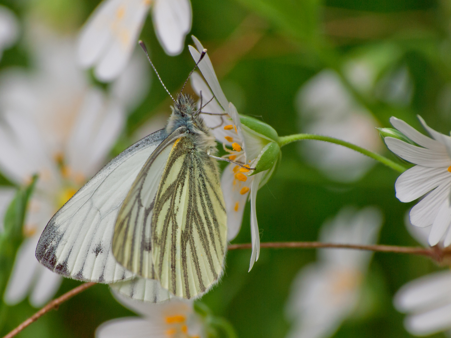 Rapsweißling (Pieris napi)