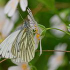 Rapsweißling (Pieris napi)