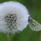 Rapsweißling (Pieris napi)