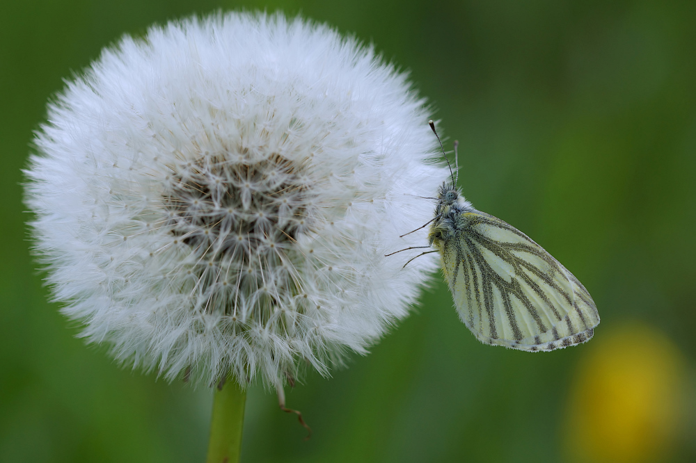 Rapsweißling (Pieris napi)