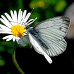 Rapsweißling (Pieris napi)