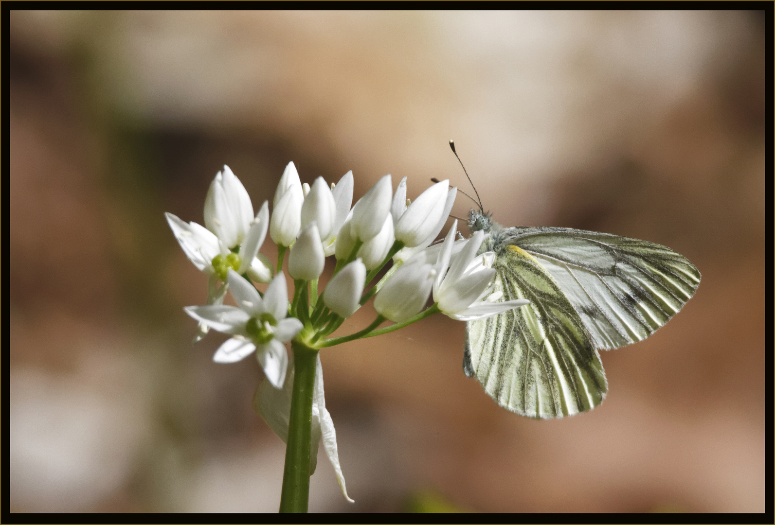 Rapsweißling (Pieris napi)