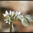 Rapsweißling (Pieris napi)