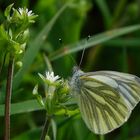 Rapsweißling   Pieris napi