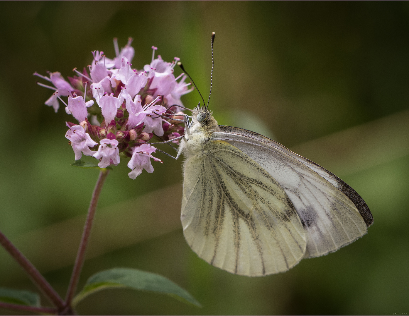 Rapsweißling (Pieris napi)