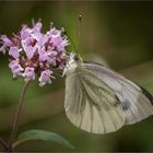 Rapsweißling (Pieris napi)