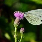 Rapsweißling ( Pieris napi ).