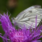 Rapsweißling (Pieris napi)