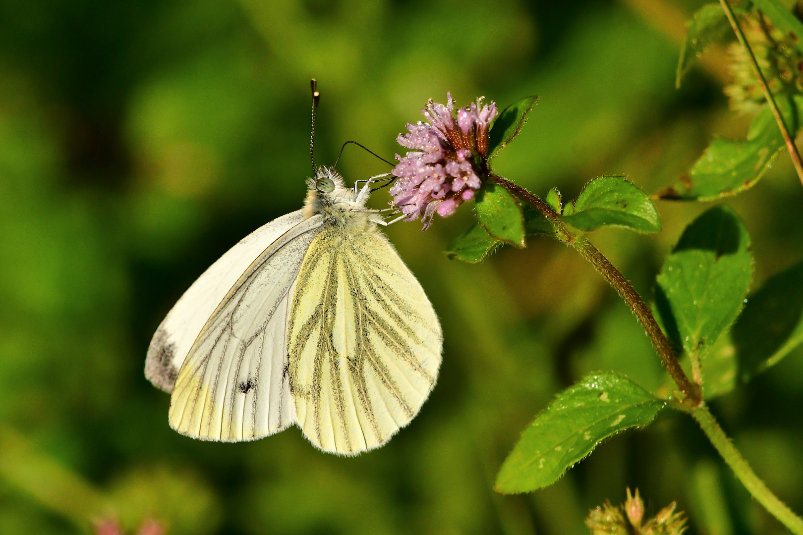 Rapsweißling ( Pieris napi )