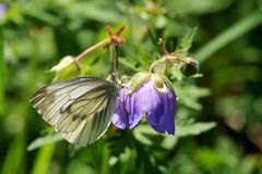 Rapsweißling (Pieris napi)