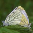 Rapsweissling (Pieris napi)